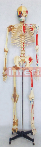 168 CM TALL LEFT HALF MUSCLES PAINTED & RIGHT HALF JOINT LIGAMENTS  & NUMBERED HUMAN SKELETON MODEL